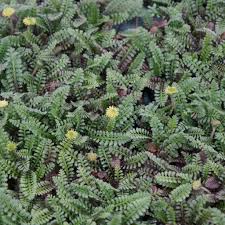 Image result for Salacia leptoclada