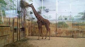 We did not find results for: Zyrafa Picture Of Zoo Zamosc Zamosc Tripadvisor