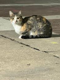 Salina KS Lost & Found Pets