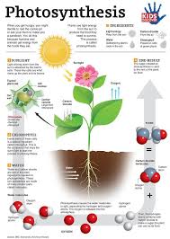 photosynthesis infographic teaching biology plant