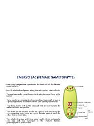 Female Gametophyte: The Embryo Sac With Its Types : Plantlet