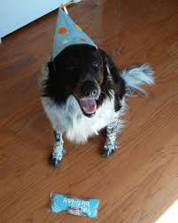 The english springer spaniel is a great dog known for its agility, versatility and good tracking ability. 2 Yo Male English Springer Spaniel Border Collie Mix Dog For Adoption Warner Robins Ga Adopt Loki Today