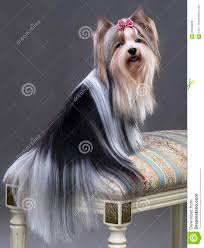 These biewer yorkshire terriers puppies located in florida come from different cities, including Biewer Yorkie Haircuts With Bangs Yorkie Haircuts
