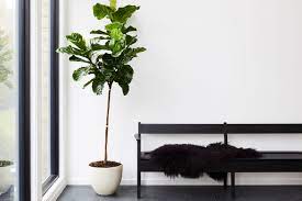 Get living room flowers today w/ drive up or pick up. 13 Best Indoor Plants And How To Care For Them Architectural Digest