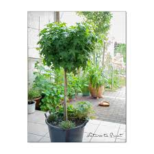 Find the perfect baum garten stock photos and editorial news pictures from getty images. Baume Und Hausbaume Fur Kleine Garten Heim Fur Vogel Bienenweide