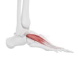 Check spelling or type a new query. Extensor Digiti Minimi Stock Photos Royalty Free Images Focused