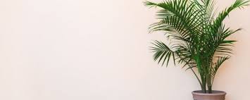 Grosse palme wohnzimmer, die unkomplizierte kentia palme bild 14 schoner wohnen. Kentia Palme Fur Ihr Zuhause Bei Coop Bau Hobby