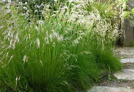 Includes data from the synonyms: Deschampsia Flexuosa Crinkled Hairgrass Buy Online At Annie S Annuals