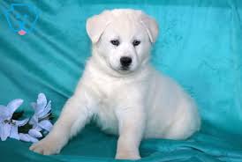 Samoyed puppies are one of the most beautiful dogs around and come with a friendly and playful attitude. Friendly Samoyed Mix Puppy For Sale Keystone Puppies