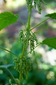 Image result for Urticaceae