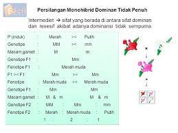 Check spelling or type a new query. Soal Monohibrid Dominan Resesif Smp Kelas 9 Jawabanku Id