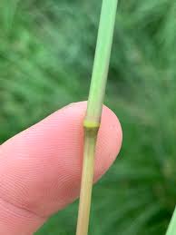 Image result for Elionurus tripsacoides