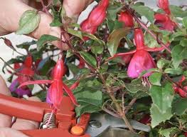 Le Calendrier Pour Bouturer Les Fleurs Et Arbustes D Ornements Boutures Arbuste Et Idees Jardin