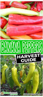 The plants can grow to between 1 and 2 feet tall. When To Pick Banana Peppers The Ripe Guide Green Thumb Gardener