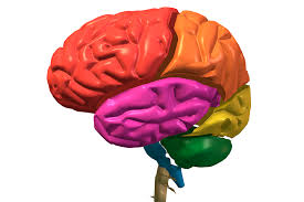 854 x 480 / mp4 / h.264. Get To Know The Parts Of Your Brain Upmc Healthbeat