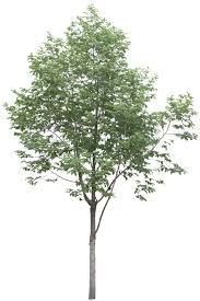 Epingle Par Philippe Perdriel Sur Ps Arbres Photoshop Arbre Png Planter Des Arbres
