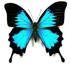 Resultado De Imagen Para Dibujos De Mariposas Faciles Imagenes De Mariposas Mariposas Monarca Dibujo Dibujos De Mariposas