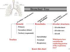 30 Best Lung Histology Images Anatomy Physiology