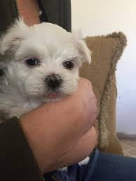 Terrier Maltese Irki Yavruyu Sahiplenenlerin Uygulamasi Gereken 9 Kural