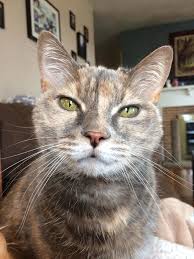 What does cancer look like in dogs? This Is Luna Our 14 Year Old Cat And We Just Found Out She Has An Aggressive Mouth Cancer Album On Imgur
