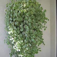 Jual tanaman hidup hias gantung bunga petunia red picotee. Gambar Bunga Gantung Hidup