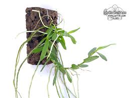 Image result for Angraecum moandense