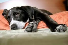 You may think this is a lot, but canines in the wild also spend their days snoozing, only waking properly to play and hunt for food when required. How Long Do Dogs Sleep Per Day Its More Than You Think