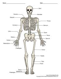 Learning the bones of the back for drawing. Printable Human Skeleton Diagram Labeled Unlabeled And Blank