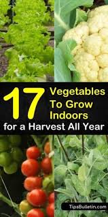 Fill the pot with loose and … 17 Easiest Vegetables To Grow Indoors For A Harvest All Year Easy Vegetables To Grow Growing Vegetables Indoors Growing Vegetables In Pots