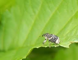 Image result for Buchnera cryptocephala