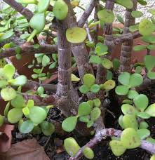 If you're noticing large gaps on the stem in between the leaves this means your. Common Problems With Succulents And How To Fix Them Succulent Plant Care
