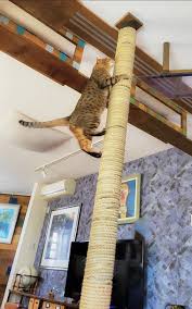 家の中で木登り気分「登り棒（キャットタワー）」出来ました！〜DIYで進化する“無重力猫ミルコ”のお家（ieny）