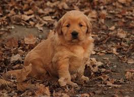 Next, if a golden retriever's price is cheaper, they often have a higher chance of health problems because they usually (and unfortunately) come from puppy mills where their parents were forced to breed frequently and were raised in cruel conditions. Welcome To Windy Knoll Goldens Breeders Of Akc Registered Golden Retriever Puppies Windy Knoll Golden Retrievers