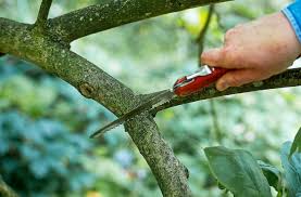 Entscheidend ist hier die genaue interpretation des wortlauts: Magnolien Schneiden So Wird S Gemacht Mein Schoner Garten