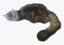 If your cat comes home and will not lift his tail or it seems bent or broken, your cat may have a tail injury or even a broken tail. My Cat Laying Down Kitty Big Tail Bigtail Fluffy Cat Laying Down Transparent Hd Png Download Kindpng