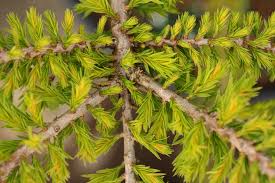 Image result for Taxodium