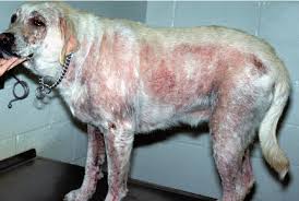 Image result for scabies dogs detail
