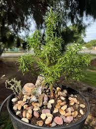 Image result for rosemary bonsai