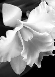 Black And White Orchid Cattleya Orchid Black And White Flower Macro Flower Fine Art Photography Wall Art Ho Flowers Photography Macro Flower Orchid Photography