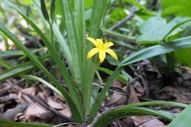 Image result for Hypoxidaceae