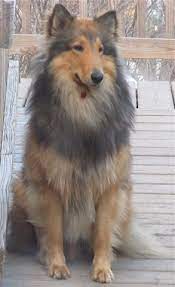German Shepherd Rough Collie The Perfect Mix Lived One For 14 Years She Was My Bestfriend Mixed Breed Dogs Mix Puppies Rough Collie