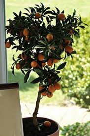 <p>citrus are not hardy in britain but can be grown in pots outdoors in summer and brought inside for winter. Citrus Tree Care Lovetoknow