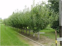 Growing a fruit tree in your garden and wondering when is the best time prune a fruit tree? Pruning A Mature Dwarf Apple Youtube