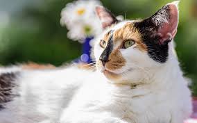 Calico Cat Names - 250 Great Ideas For Naming Your Calico Kitten
