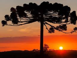 Image result for Arauk rie Araucaria