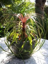 It is inevitable to swap your current plants out of their pots especially after a few years. Ponytail Palm Elephant S Foot Bottle Palm Beaucarnea Recurvata