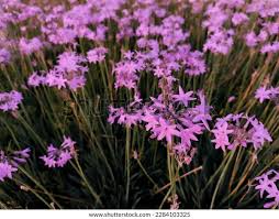 Image result for Tulbaghia fragrans