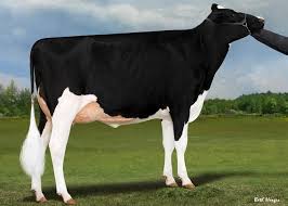 Image result for Bright White 1992 Dynasty