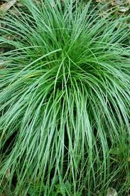 Image result for Carex