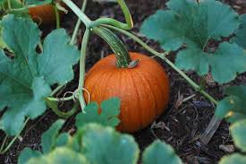 Air should circulate freely around the pumpkin to prevent mold and moisture buildup. How Long Do Pumpkins Last Minnetonka Orchards